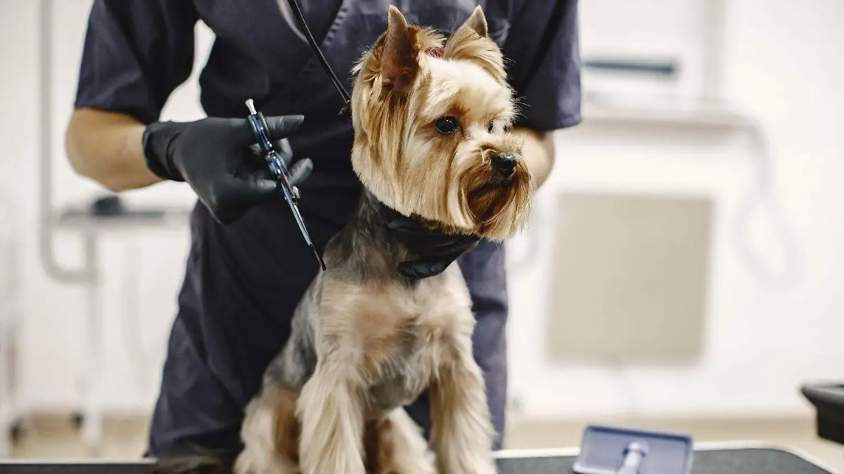 ¿Es necesario cortarles el pelo a los perros en verano